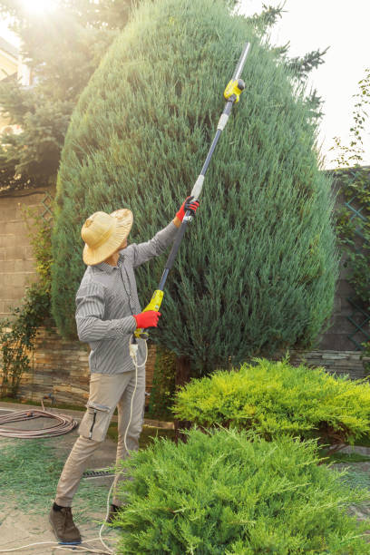 Trusted Catasauqua, PA Tree Services Experts